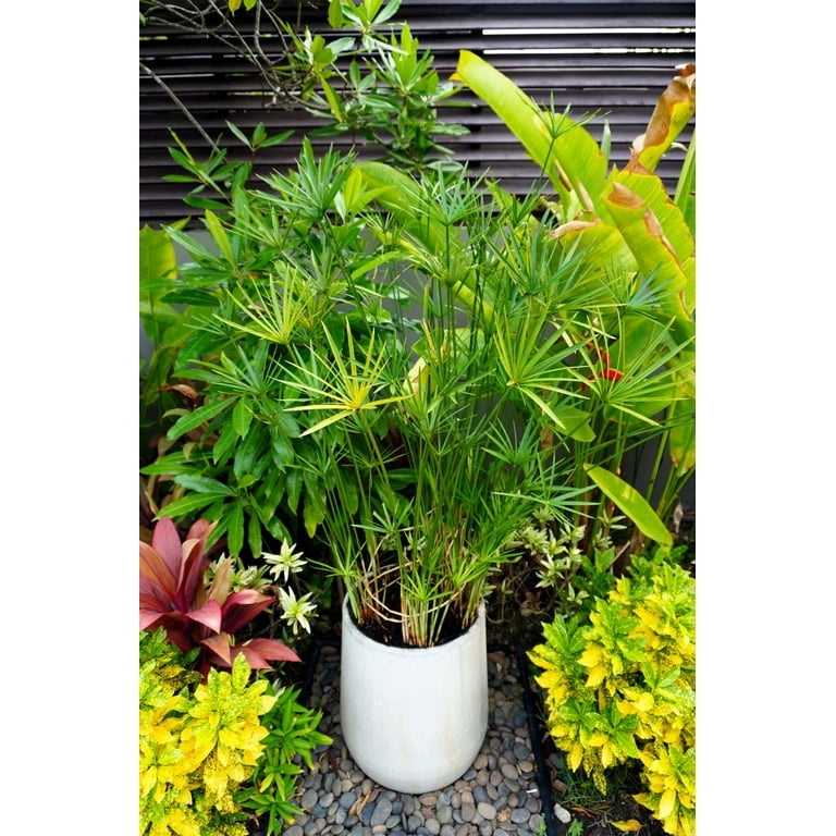 50 Umbrella Plant CYPERUS Alternifolius Papyrus Grass Umbrella Palm Flower Seeds