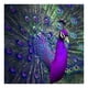 thumbnail image 1 of 5D Bricolaje Taladro Diamante Animal Pintura Bordado Kit Mosaico Arte Artesanía, 1 of 8