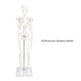 thumbnail image 5 of Mini modelo de esqueleto humano con soporte de metal, modelo de esqueleto humano de 45 cm/17,7 pulgadas para anatomía, brazos y piernas extraíbles, estudio científico, 5 of 5