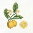 thumbnail image 3 of Schlabach, Sue 12x12 Black Modern Framed Museum Art Print Titled - Classic Citrus I, 3 of 5
