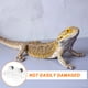 thumbnail image 5 of 1 Juego de comedero magnético para reptiles: bebedero para geckos, lagartos y arañas., 5 of 7