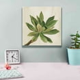 thumbnail image 4 of Epic Graffiti 'Front Yard Succulent I' by Silvia Vassileva, Canvas Wall Art, 12"x12", 4 of 8