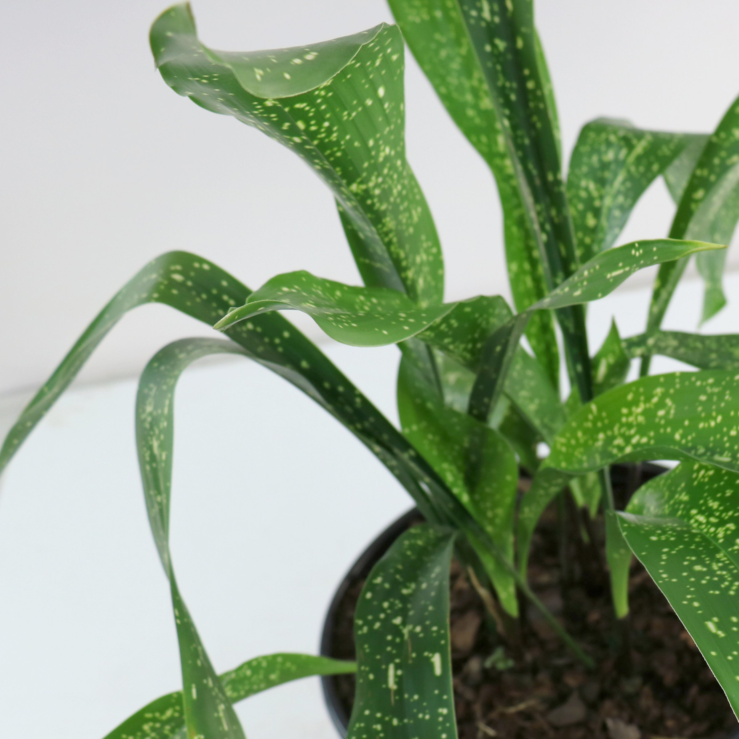 National Plant Network 3 gal. Aspidistra Spek-Tacular Live Plant