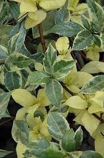 Variegated Confederate Jasmine  2 Extra Large 3 Gallon Plants  Trachelospermum jasminoides Variegata  Eye-Catching Climber  Perfect for Garden Walls and Trellises
