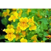 Seedville 250 Monkey/ Mimulus x Grandiflorus Flower Seed
