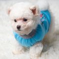 thumbnail image 3 of CBFFDC Letter Print Pet Clothes Adorable Letter Print Pet T shirts Threaded Neckline Two Legged Design Soft Comfortable Summer Puppy Clothes, 3 of 6