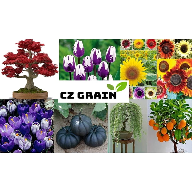 CZ Grain 10 Lotus Plant Seeds, Aquatic, Easy to Grow, High Germination Rate  - Walmart Business Supplies