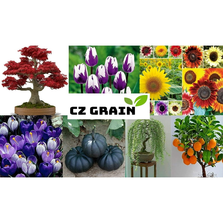 CZ Grain, Boston Ivy Seeds, 50 Seeds, Easy to Grow Ivy Vine - Walmart.com