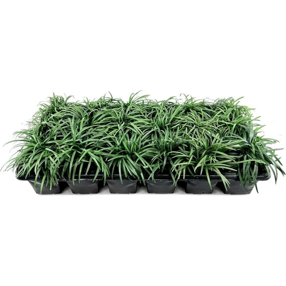 Dwarf Mondo Grass | 1 Large 4 Inch Pot | Ophiopogon Japonicus Nanus | Live Evergreen Shade Loving Groundcover