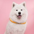 thumbnail image 4 of Collar luminoso para perro con luz LED Yuyangstore Naranja, 4 of 8