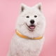 thumbnail image 4 of LED Collar intermitente para perros n en la oscuridad Suministros ajustables Naranja Zulema Collar luminoso, 4 of 8