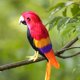thumbnail image 4 of Guacamayo artificiales, loro de pájaro para decoración de jardín, accesorio Rojo Zulema Estatua de loro, 4 of 7