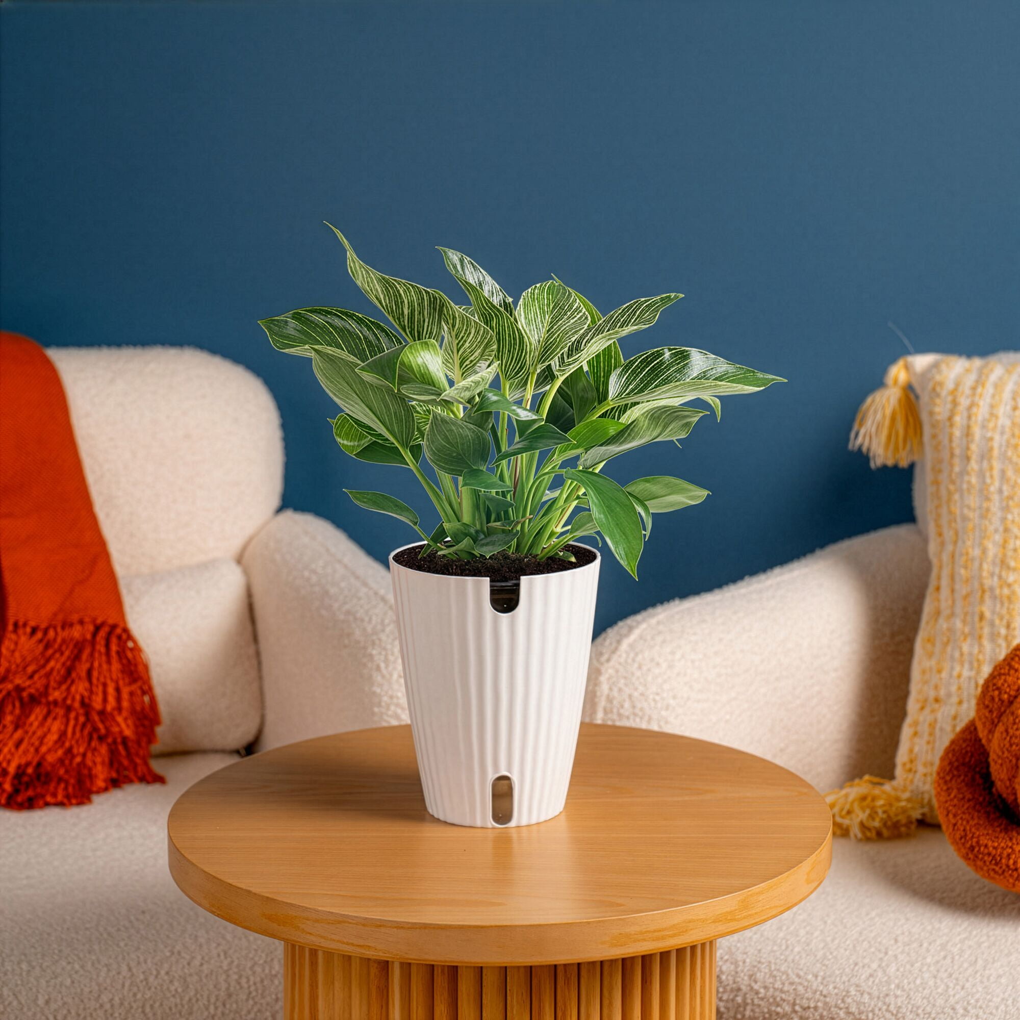 Plants with Benefits by Costa Farms 12