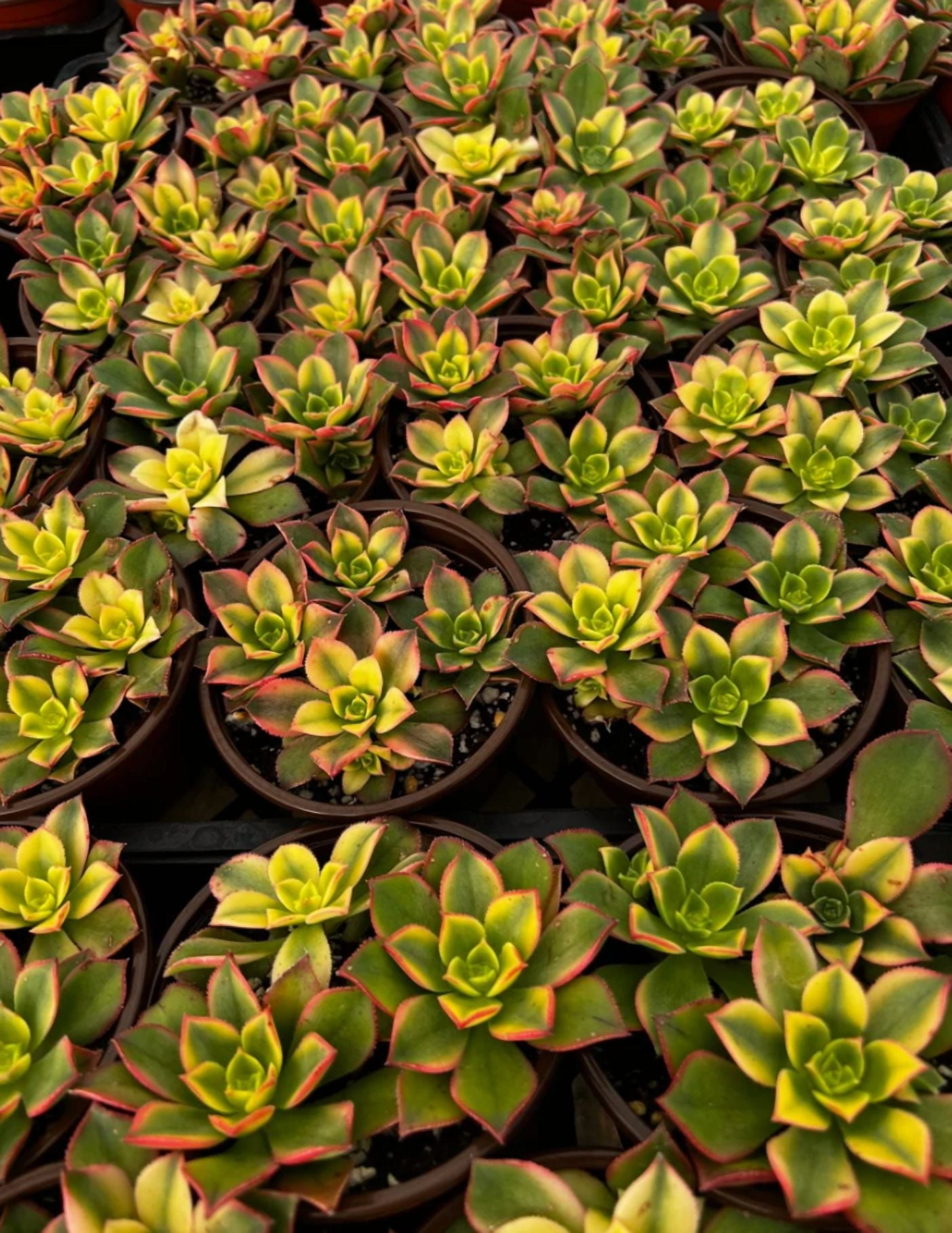 Aeonium Kiwi Plant Live for Planting - Rosette Succulents with Pups Plant for Indoor Outdoor in 4 Inch Pot