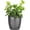 Brushed Silver, variant on Live English Ivy Plant - Air Purifying - 4" Decorative Pot Cover - Coffee - Thorsen's Greenhouse