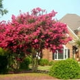 thumbnail image 2 of Brighter Blooms - Tonto Crape Myrtle Tree, 2-3 ft. - No Shipping to AK, AZ, HI, OR, 2 of 6