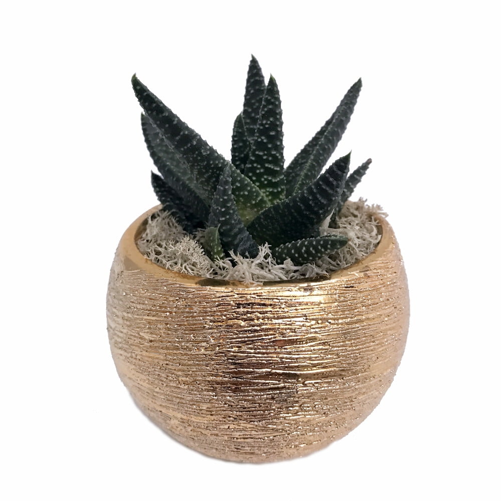 Life Eclipse Planter with Live Plant Gold