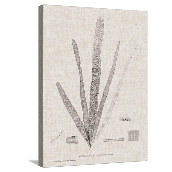 Art.com Charcoal & Linen Seaweed II Stretched Canvas Print Wall Art by Henry Bradbury, 18" x 24"