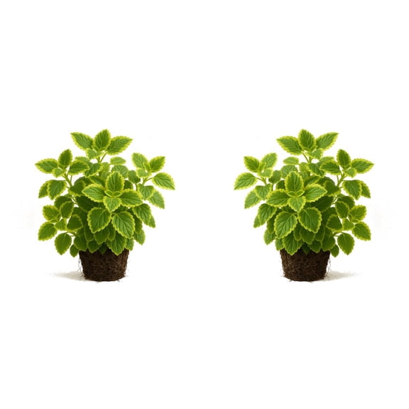 Lemon Twist Swedish Ivy Live Plants - 2 Starter Plants, Bright Partial Shade, USDA Zones 10-11