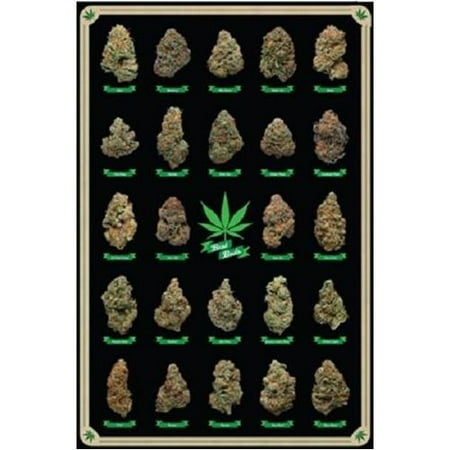 Best Buds Educational Cannabis Marijuana Strains 36x24 Art Pint Poster   Dispensary Medical 24 Different Strains with (Best Medical Marijuana For Ms)