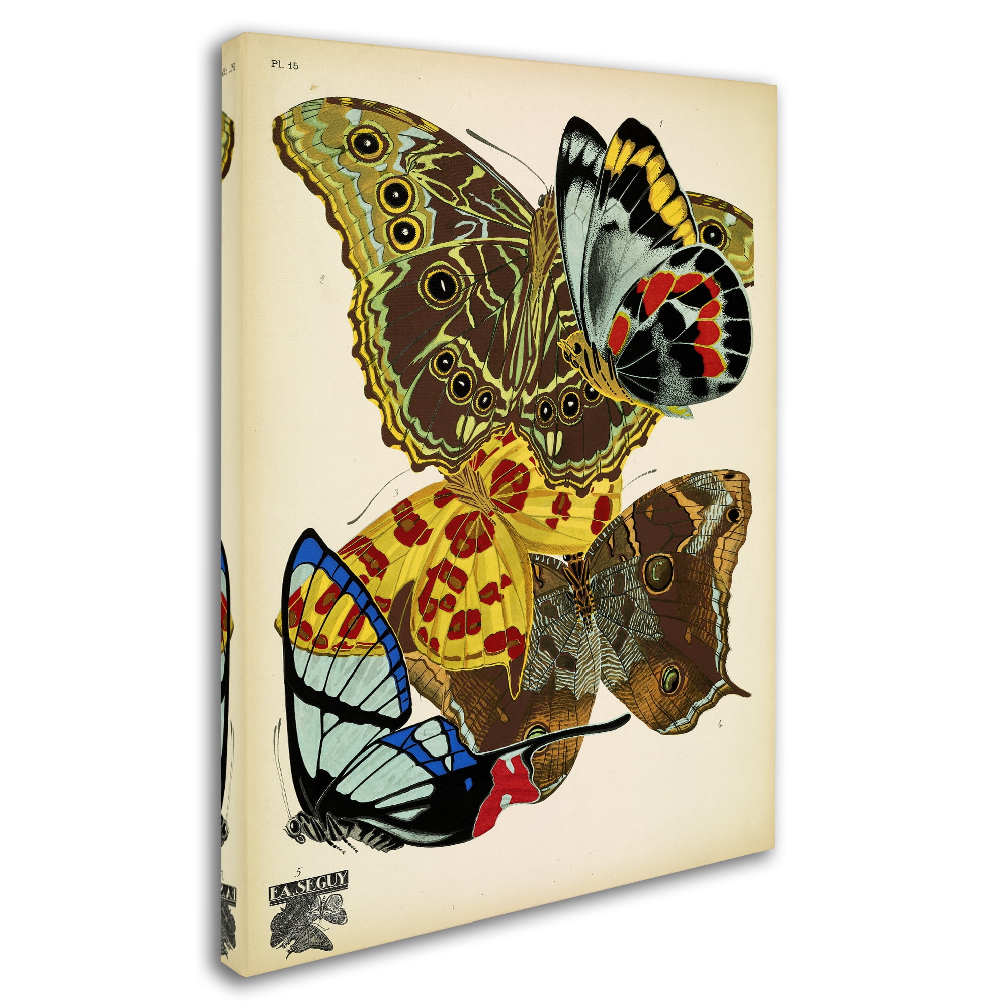 Trademark Fine Art 'Papillons 15' Canvas Art by Vintage Apple Collection