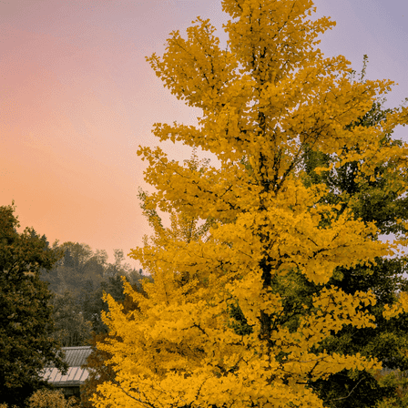 Live GinkgoTree, Ginkgo Biloba Plant from 8 to 10 Inches Tall in Quart Pot for Outdoor Garden