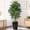 black, variant on Keeplush 5FT Artificial Dracaena Tree with White Tall Planter - High-Density Silk Faux Yucca Fake Tree for Indoor Home Office Decor, Large Tall Artificial Floor Plant (150cm/5ft)