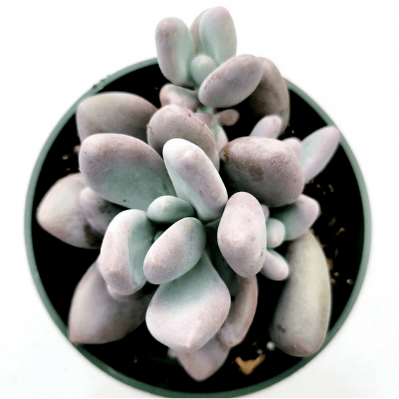 Pachyphytum Oviferum - Pink Moonstone Succulent Live Plant 2 Inch for Indoor Outdoor Home Office Garden Decor