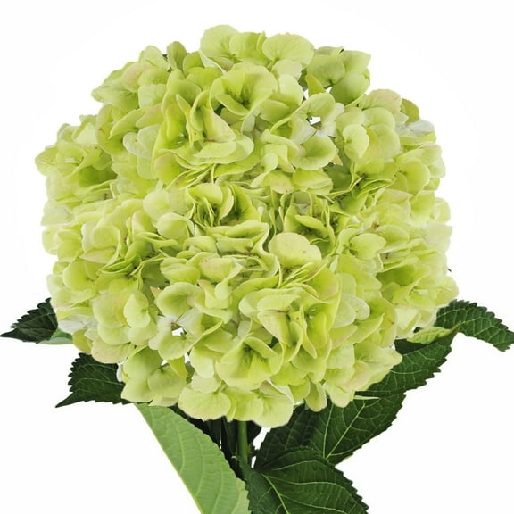 Hydrangeas Jumbo 12 Stems of Green Kiwi Farm Direct Fresh Cut Flowers by Bloomingmore