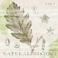 thumbnail image 2 of Schlabach, Sue 12x12 White Modern Wood Framed Museum Art Print Titled - Natural History Oak III, 2 of 4
