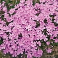 thumbnail image 3 of Emerald Pink Flowering Creeping Phlox, Spring Flowering Groundcover, bare root starter plant, 3 of 5