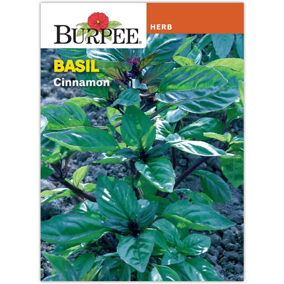 Burpee Basil Cinnamon Annual Herb Seed, 1-Pack, Full Sun