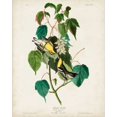 thumbnail image 2 of Audubon, John James 20x24 Black Ornate Wood Framed with Double Matting Museum Art Print Titled - Pl 134 Hemlock Warbler, 2 of 4