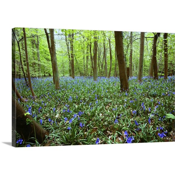 Great BIG Canvas | "Violets In Forest" Canvas Wall Art - 36x24