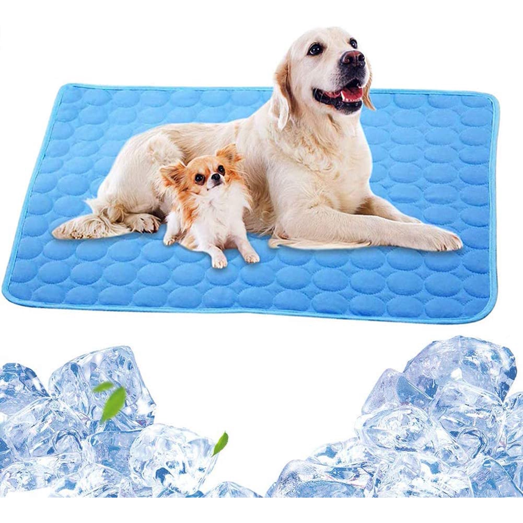 Does Wetting Your Dog Cool Them Down