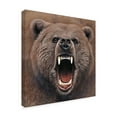 thumbnail image 2 of Trademark Fine Art 'Bear Portrait' Canvas Art by Harro Maass, 2 of 3