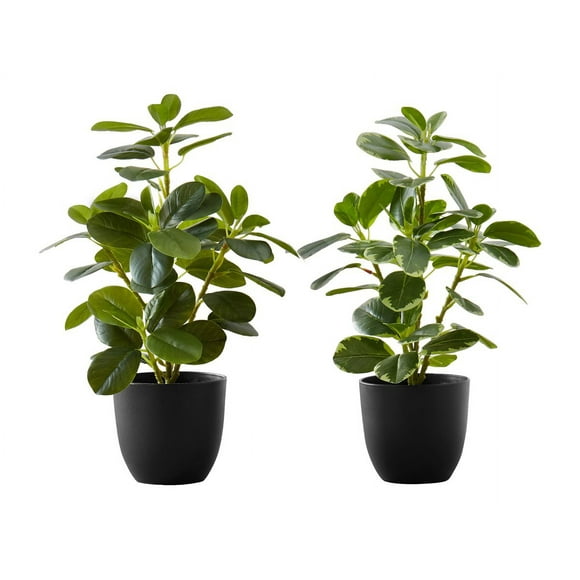 Monarch Ficus Elastica - Artificial plant - green, black pot (pack of 2)