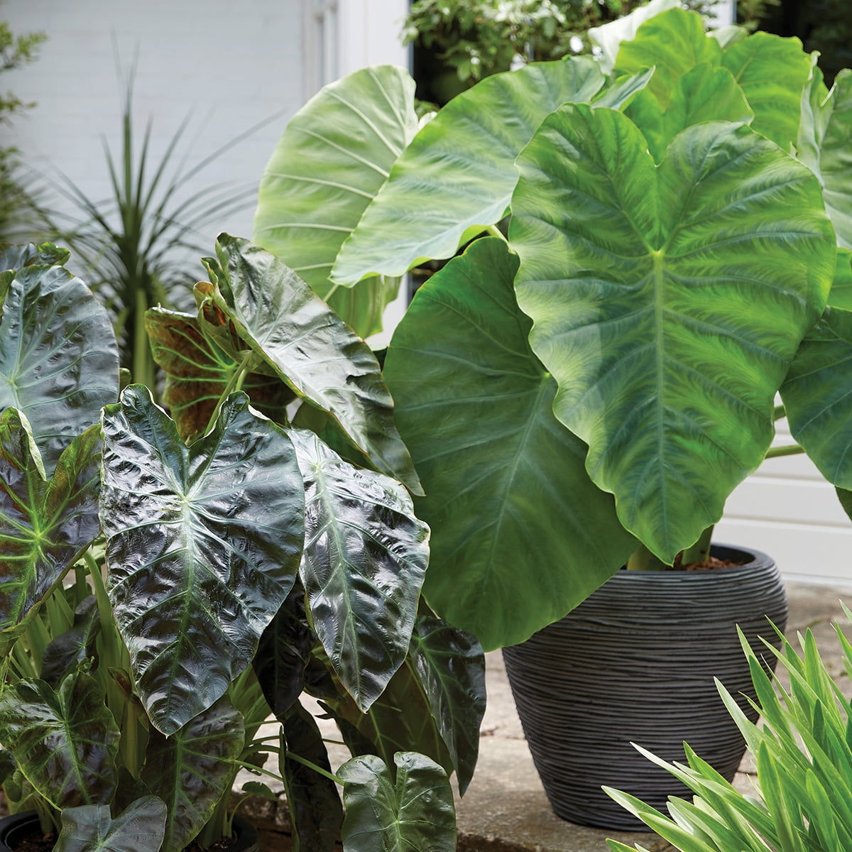Van Zyverden Elephant Ears Royal Hawaiian® Aloha, 1 Bulb, Green, Partial Sun, Perennial, Deer Resistant, 1lb