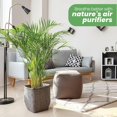thumbnail image 5 of American Plant Exchange Areca Palm Houseplant in 10" Pot, Pet Friendly, Air Purifying, 5 of 6