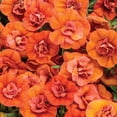 thumbnail image 2 of Proven Winners 4" Superbells Double Orange Calibrachoa Live Plant in 4.25" Pot (4 Count), 2 of 6