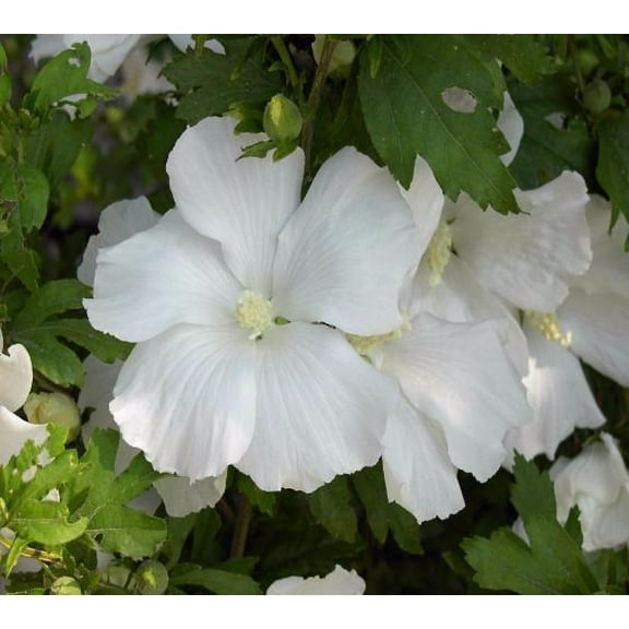 Diana Hibiscus ( Althea ) - Rose Of Sharon - Live Plant ( 1 QT )