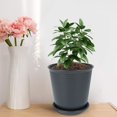 thumbnail image 2 of 10Pcs Plastic Plant Pot Flower Planter Pots Small  With Saucer Tray Label, 2 of 6