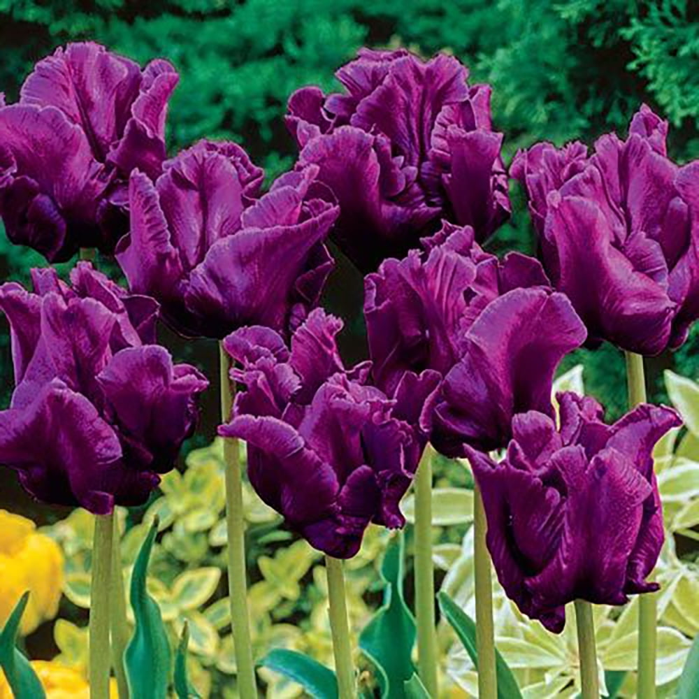 Victoria's Secret Parrot Tulip 9 Bulbs Deep Purplish Blue 12/+ cm