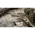 thumbnail image 4 of Planet Earth II/Blue Planet II (4K Ultra HD + Blu-ray) [UHD], 4 of 11