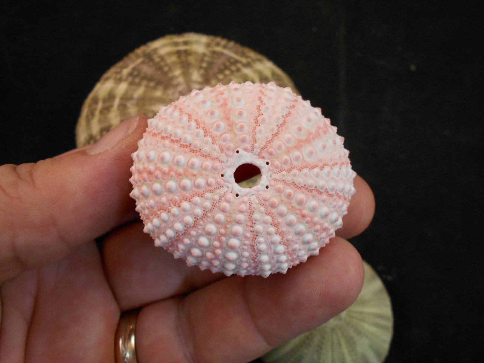 PEPPERLONELY 1 Natural Bag 20 PC Pink Sea Urchins Sea Shells Beach Weddings for Crafts 1-1/4 Inch ~ 1-3/4 Inch Air Plants Decoration …
