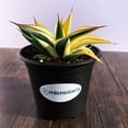 thumbnail image 3 of MicroStarts Live Half-Moon Agave - 4 Succulent Plants in 4 inch pots, 3 of 5