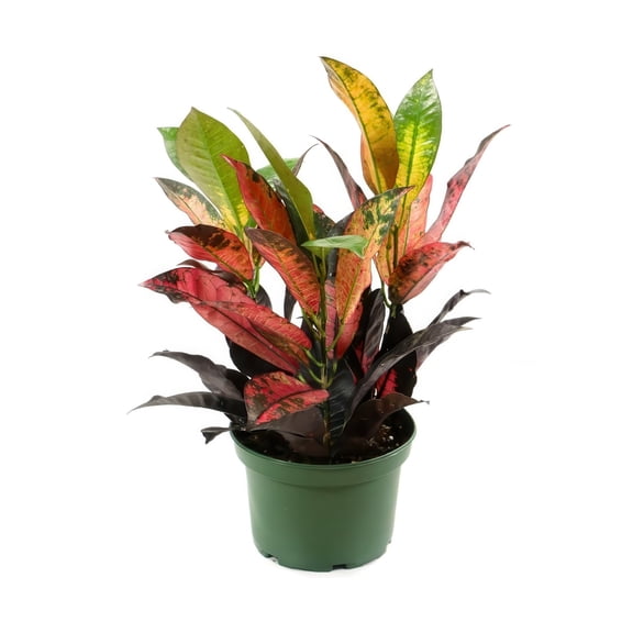 6 in. Croton Red Iceton Plant in Grower Container