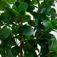thumbnail image 7 of Nearly Natural Artificial Ficus Audrey Potted Tree - 7' - Unlit, 7 of 7