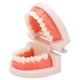 thumbnail image 4 of Modelo de dientes, modelo de dientes pequeños, modelo de dentadura postiza de demostración tipodonte para jardín de infantes, tecnología de vanguardia, 4 of 8