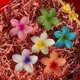 thumbnail image 5 of Hawaiian Flower Hair Clips 6 Pack Colorful Claw Clips for Women & Girls, Large, 5 of 5